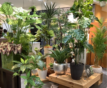 ?島屋京都店（BIOPHILIA SHOP隣接）