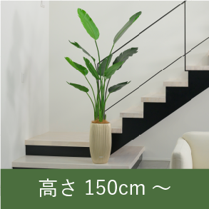 高さ150cm～